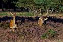 48 Hoge Veluwe, edelherten